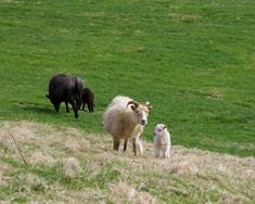 Íslensk sauðfjárrækt og kolefnisspor hennar