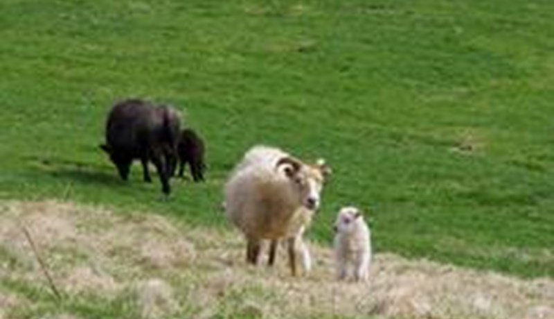 Íslensk sauðfjárrækt og kolefnisspor hennar