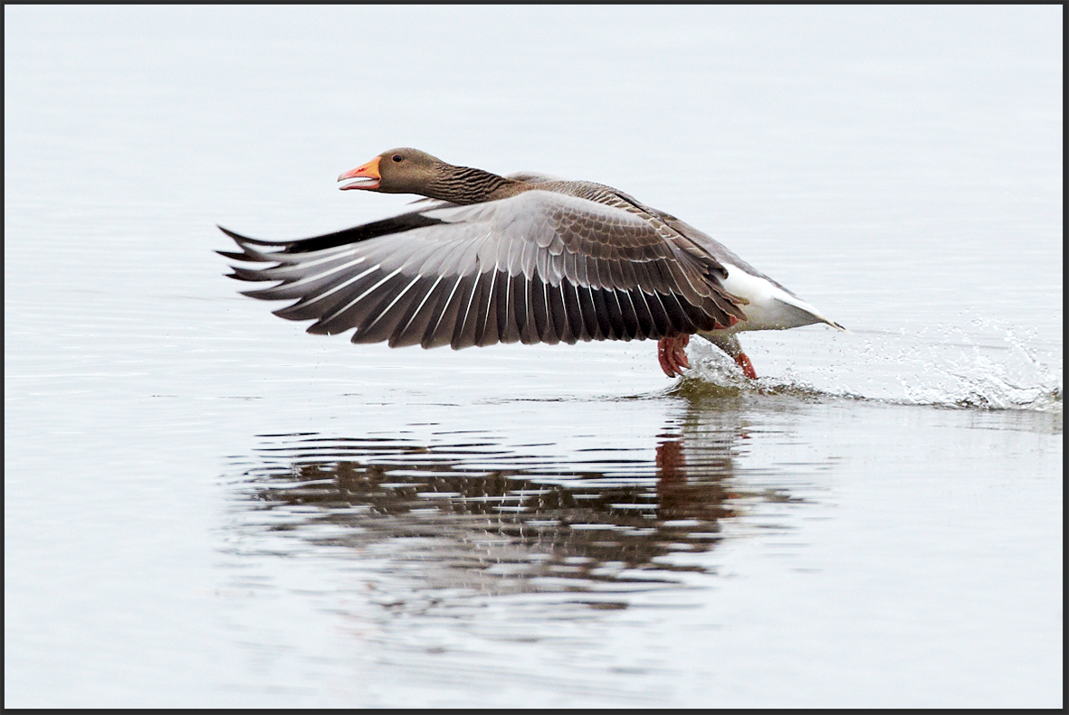 Veruleg stytting veiðitíma á grágæs