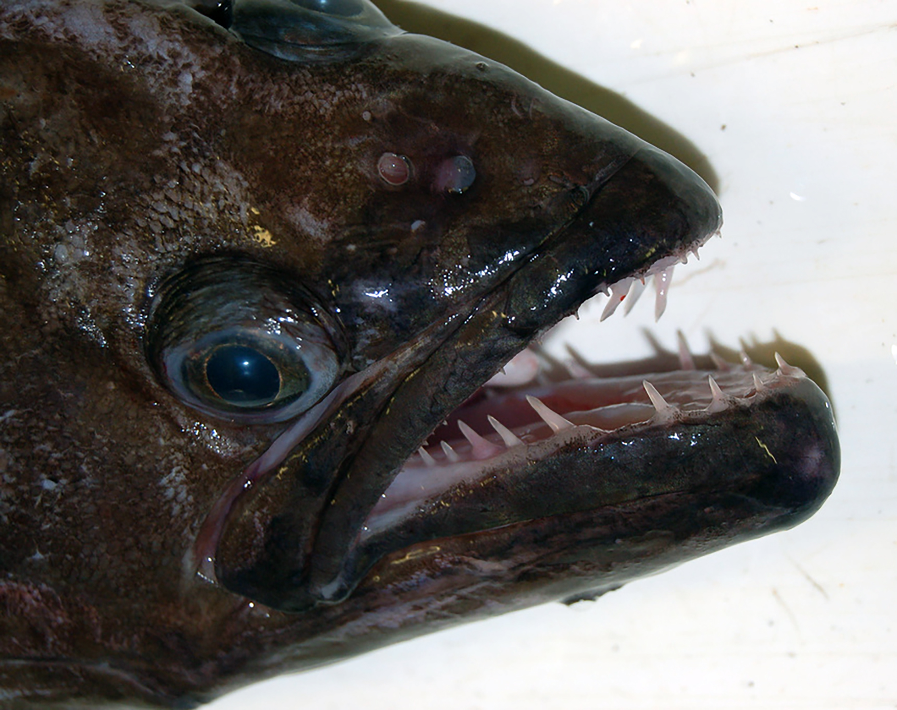 Fiskur sem fáir hafa smakkað