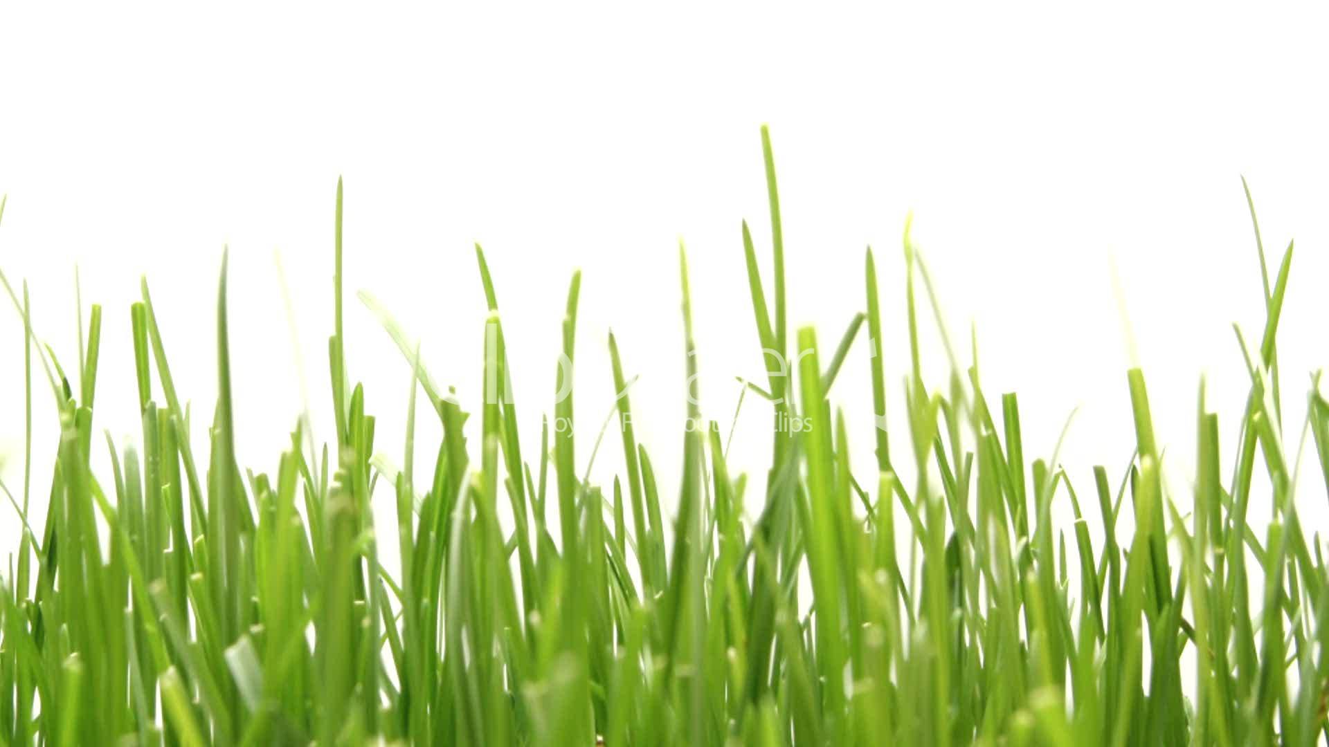 Verður gras mannafóður í framtíðinni?