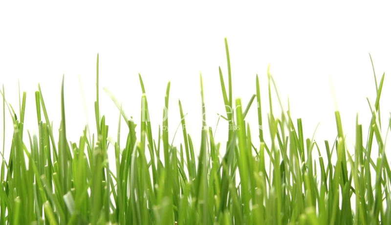 Verður gras mannafóður í framtíðinni?