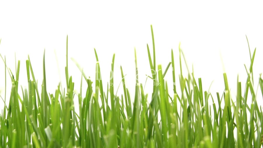 Verður gras mannafóður í framtíðinni?