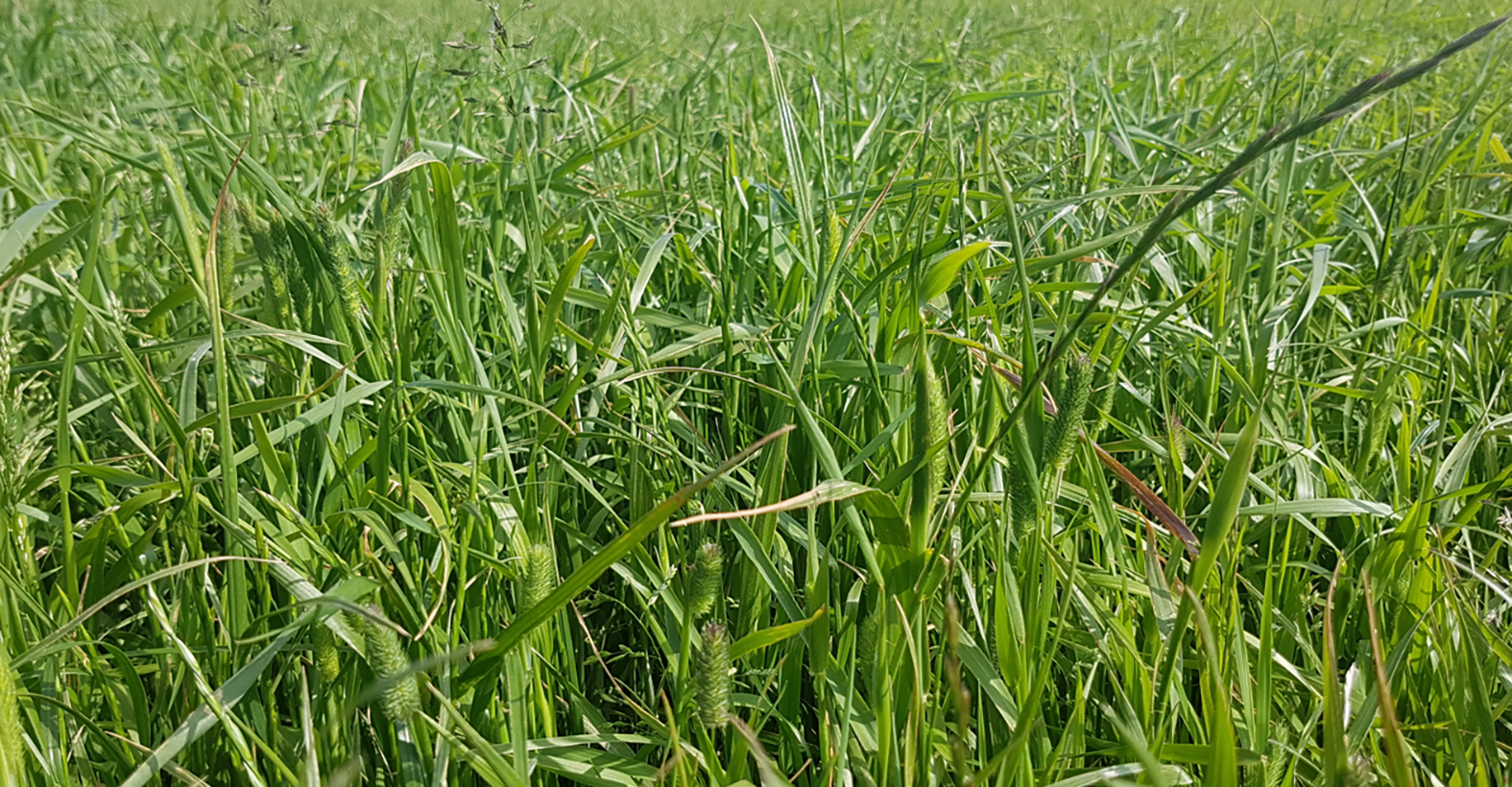 Mæling á glæðitapi