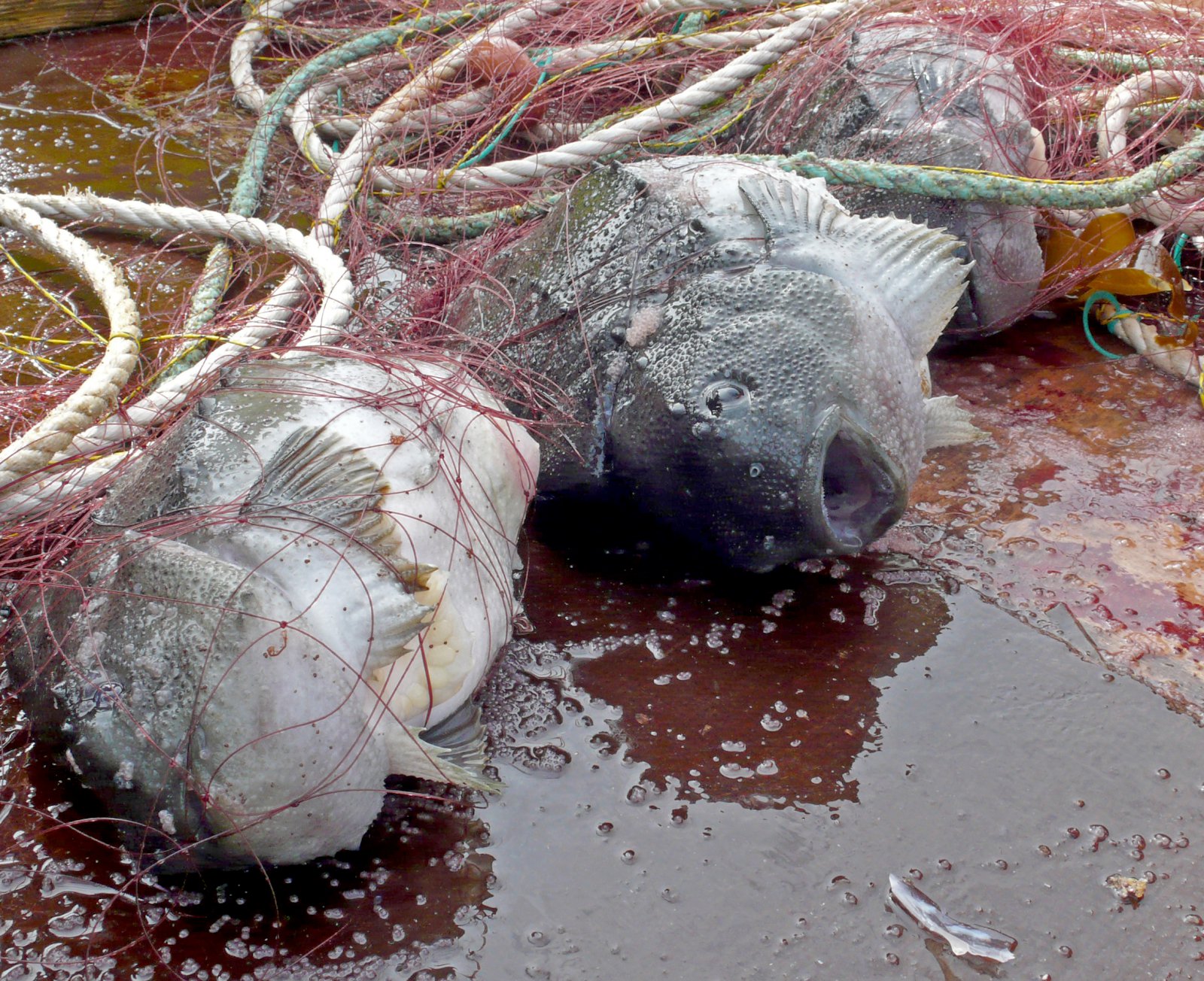 Grásleppukarlar í vanda