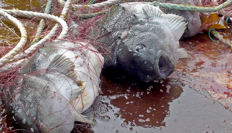 Grásleppukarlar í vanda