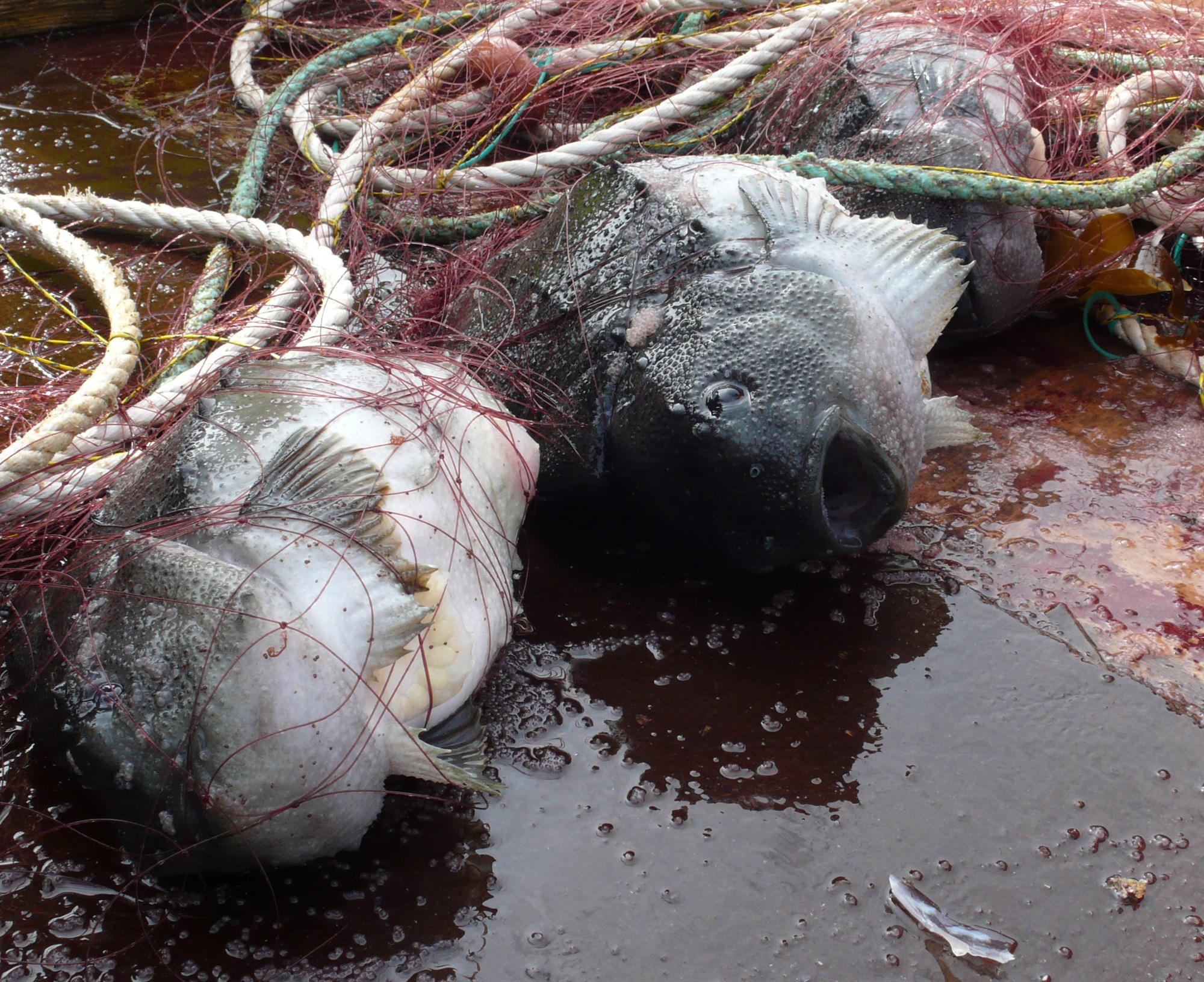 Vorboðinn í sjónum