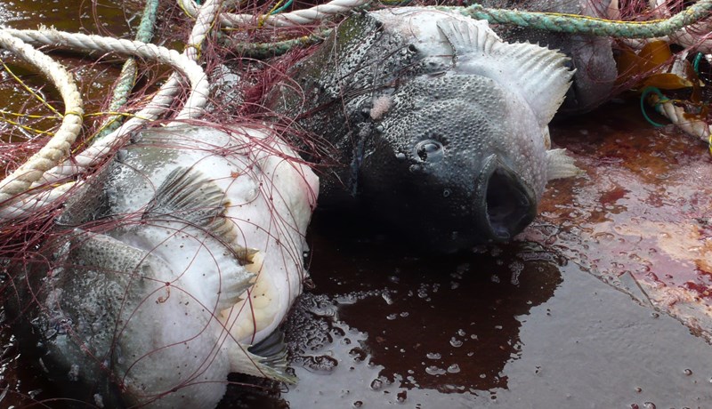 Vorboðinn í sjónum