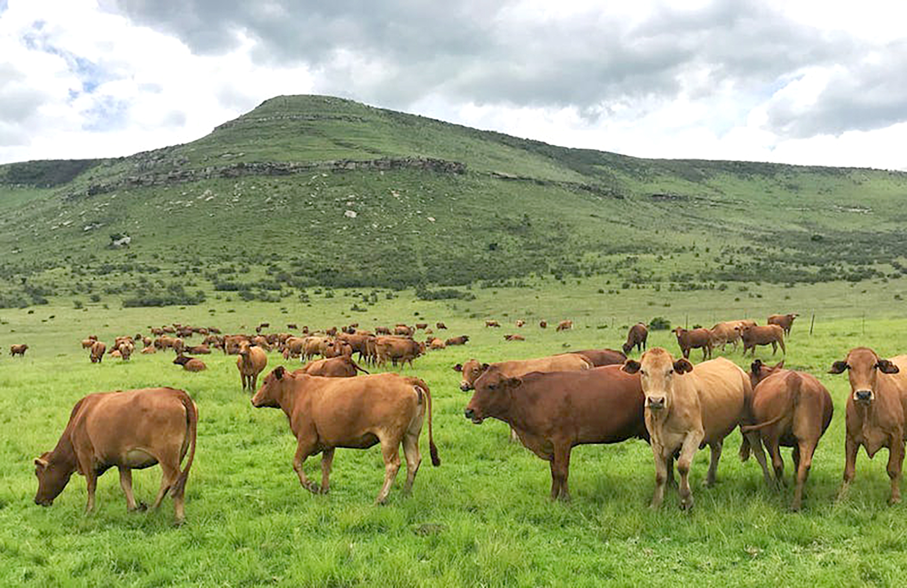 Fullyrðingar um skaðsemi jórturdýra á loftslagið oft á miklum villigötum