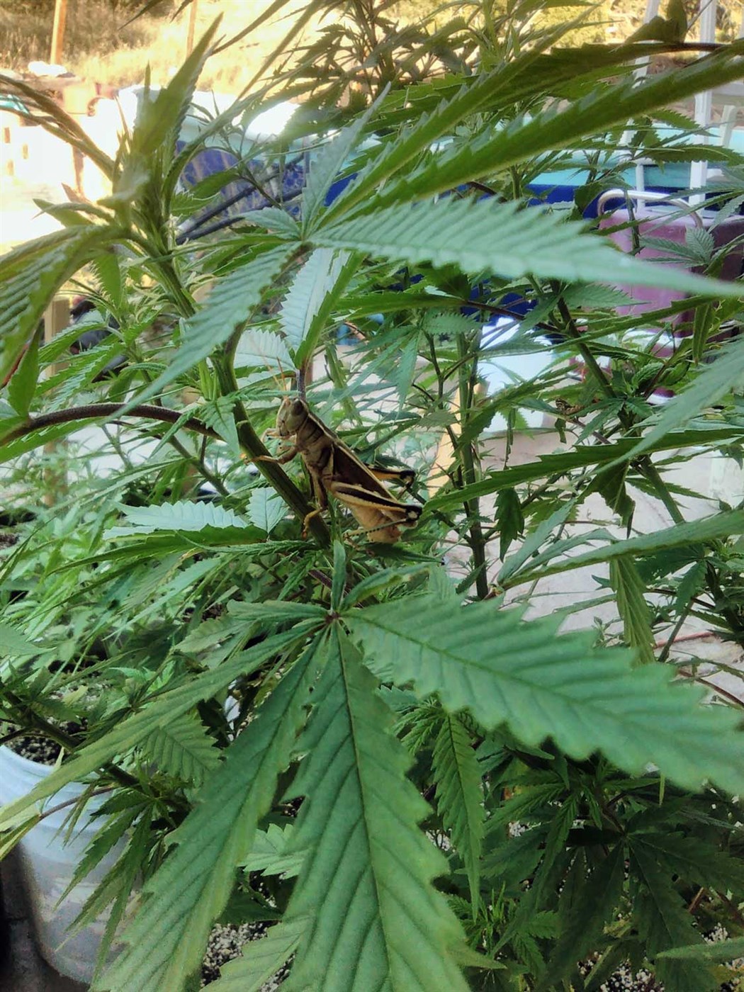 Afföll í hamp- og kannabisrækt