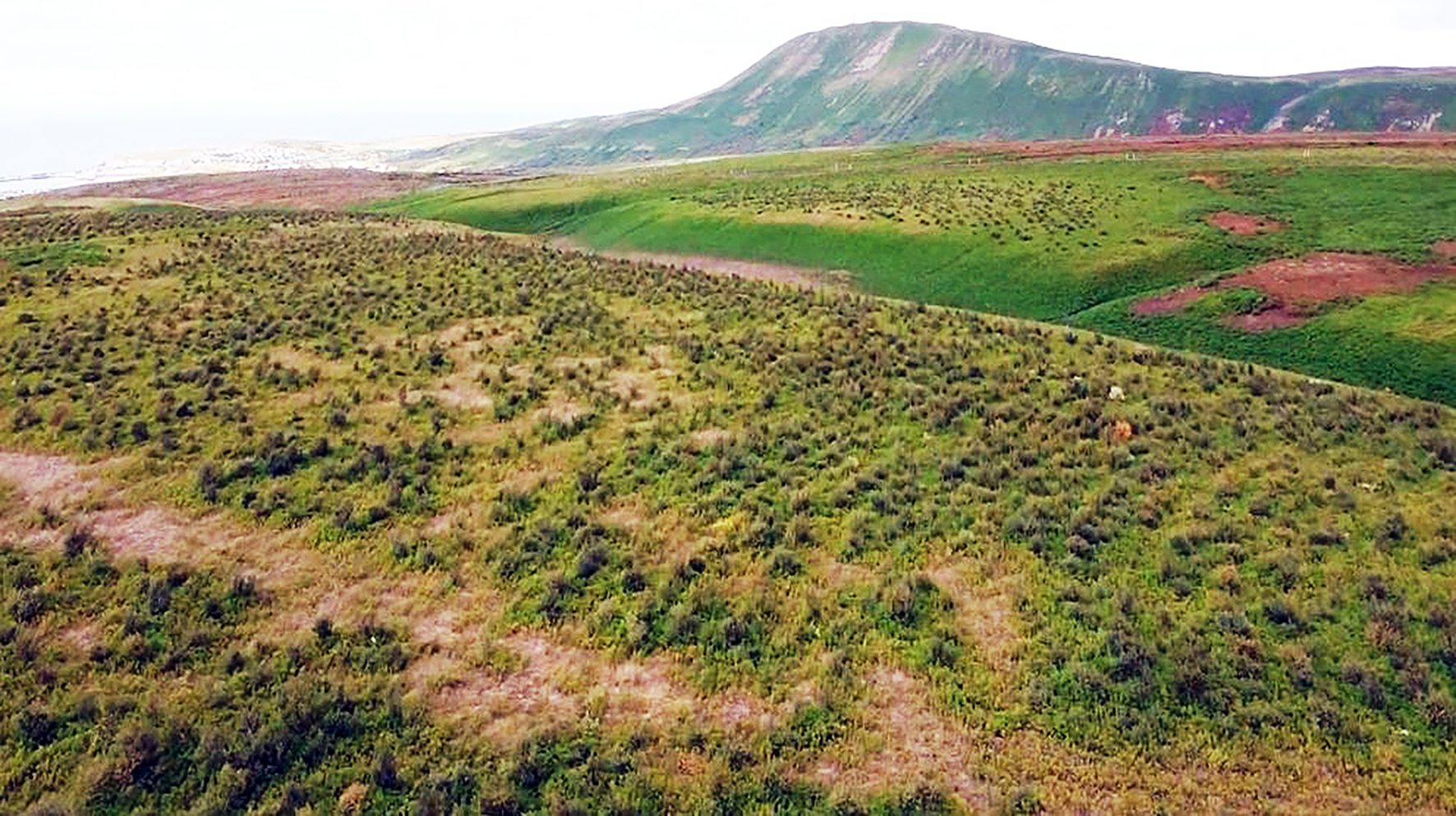 Hvað gæti verið sameiginlegt með Votlendissjóði og útfararstofu?