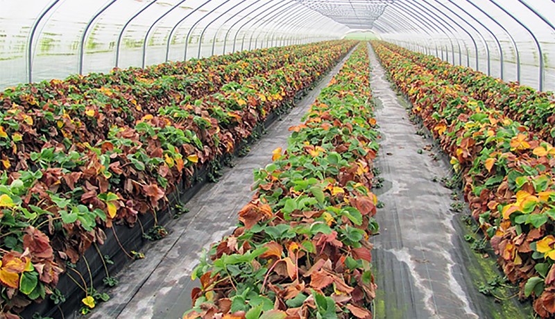 Jarðarberjaræktun í útlöndum