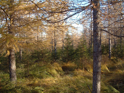 Af hverju missir lerki ekki alltaf barrið á veturna?