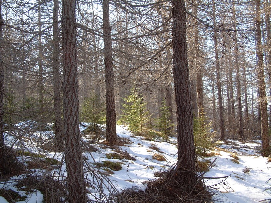 Seigla á fundi um skóga í Evrópu