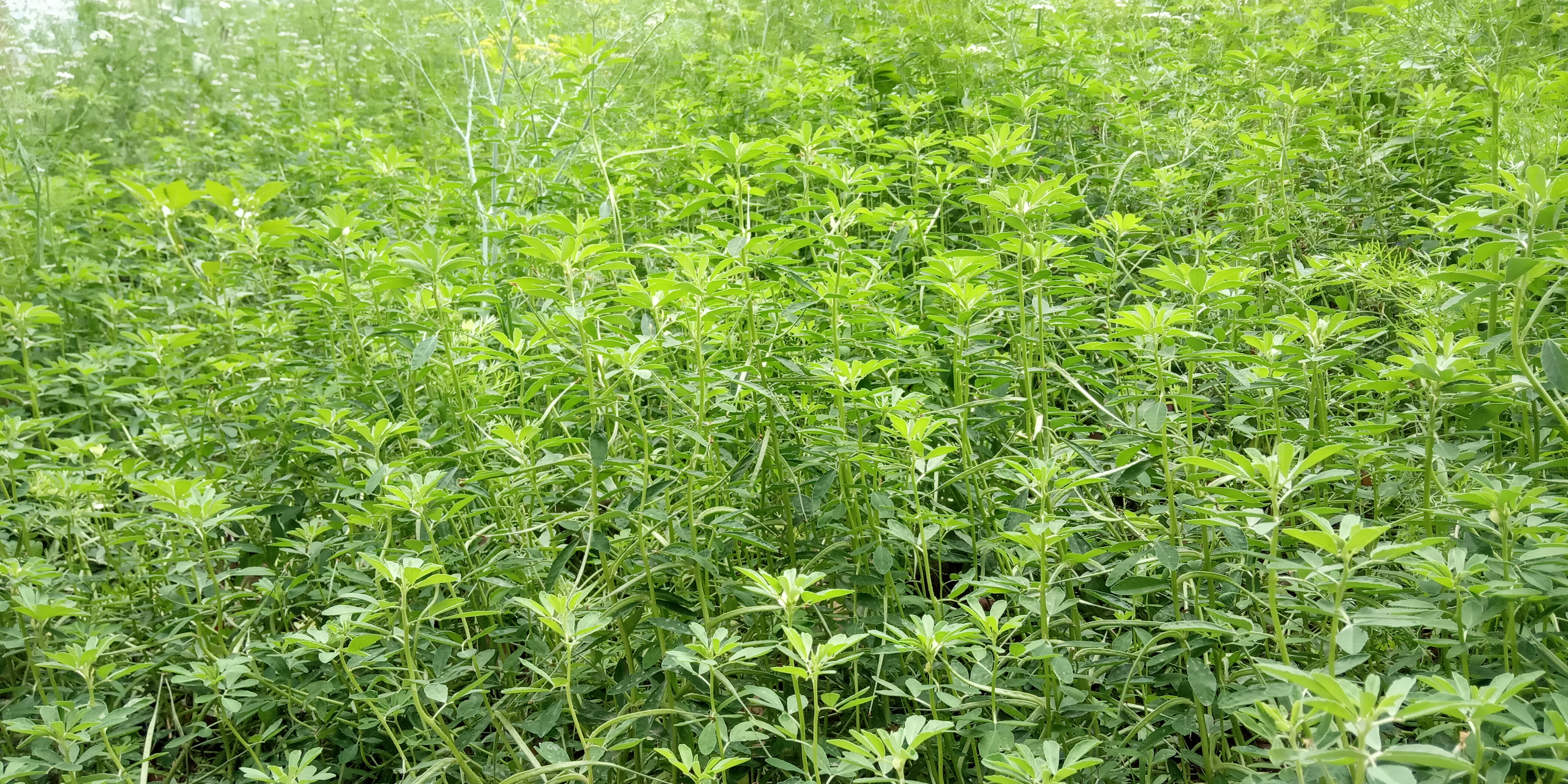 Grikkjasmári angar eins og gamall geithafur