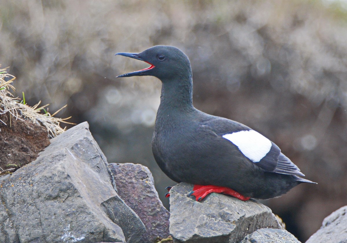 Náðarstund fyrir Norðan