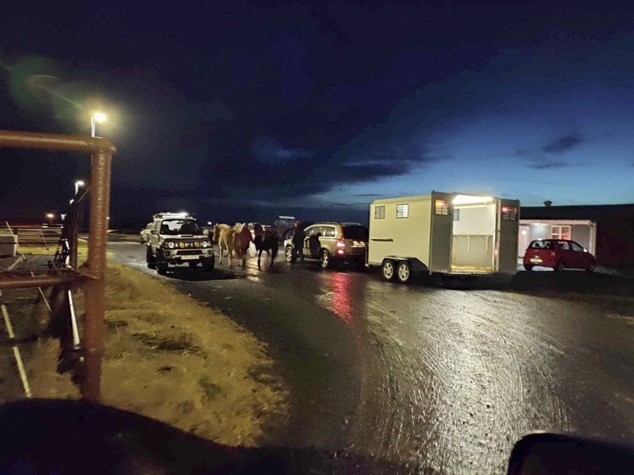 Frá flutningi rúmlega tuttugu hrossa frá Grindavík.