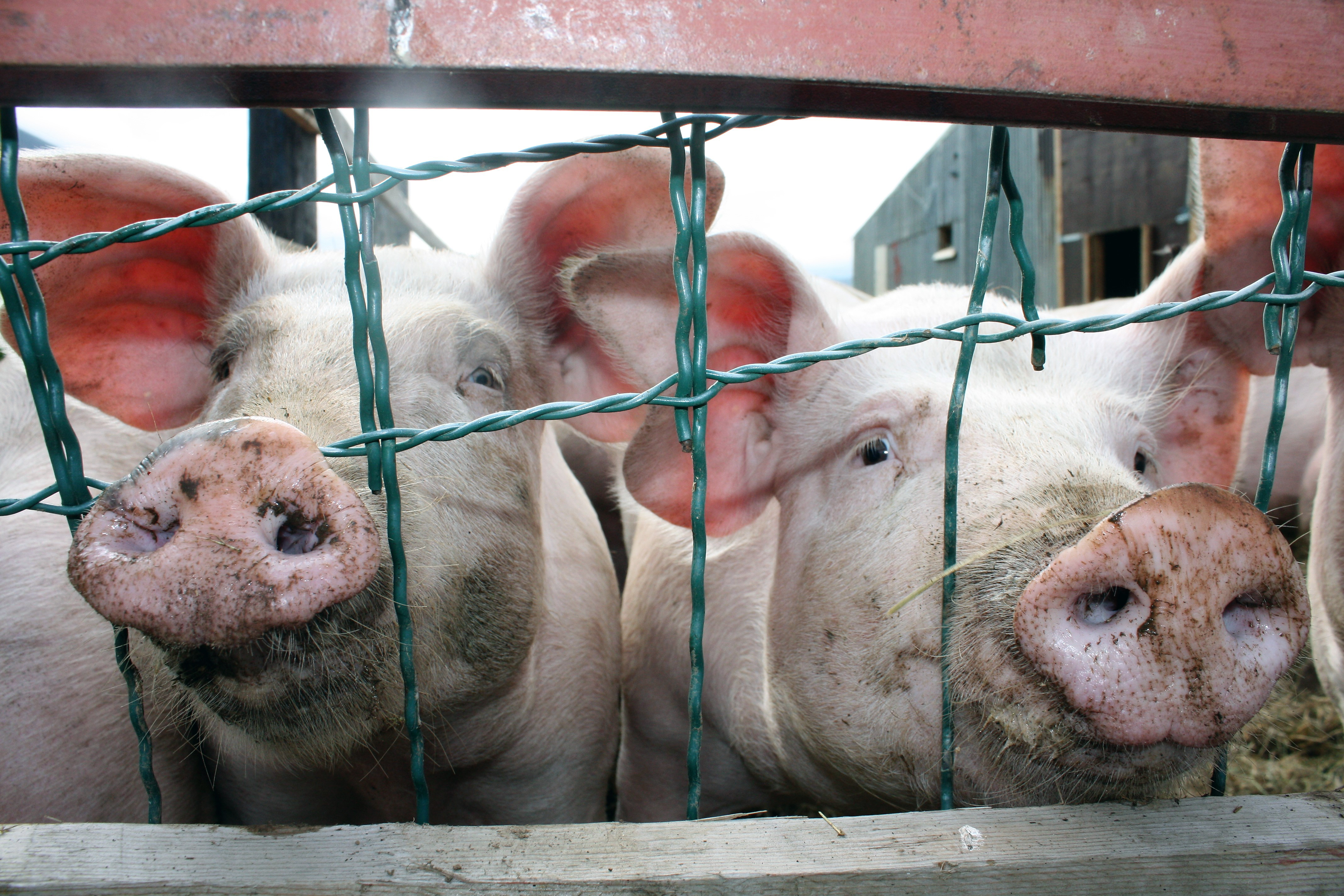 Milliliðir greinilega að taka meira til sín