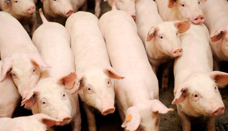 Íslenskt merki á hvítt sem rautt