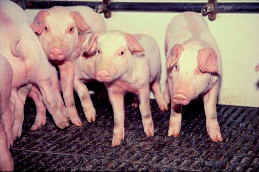 Heilsugrís tekinn til starfa í Noregi