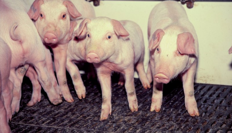 Aðgerða krafist strax vegna neyðarástands