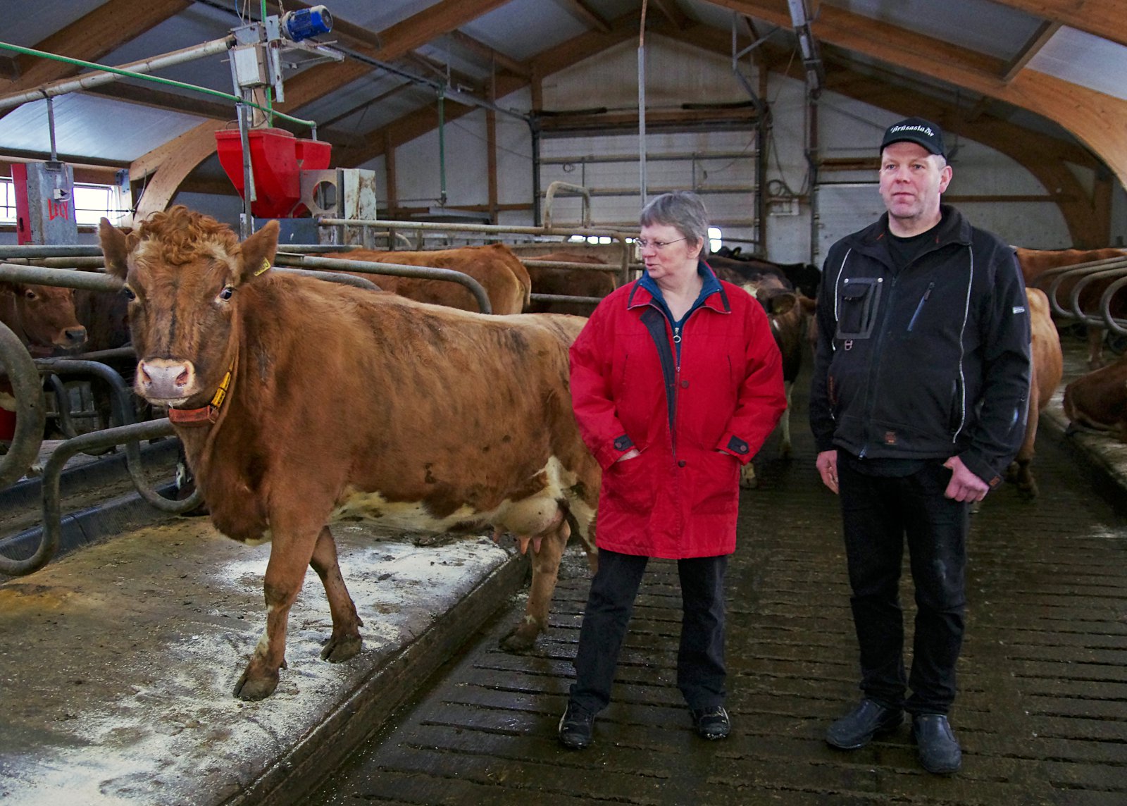 Hver meðalkýr á Brúsastöðum mjólkar 8,8 tonnum á ári