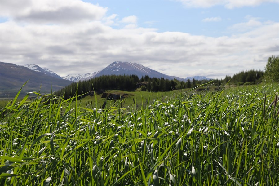 Leitað að besta sáðgresinu