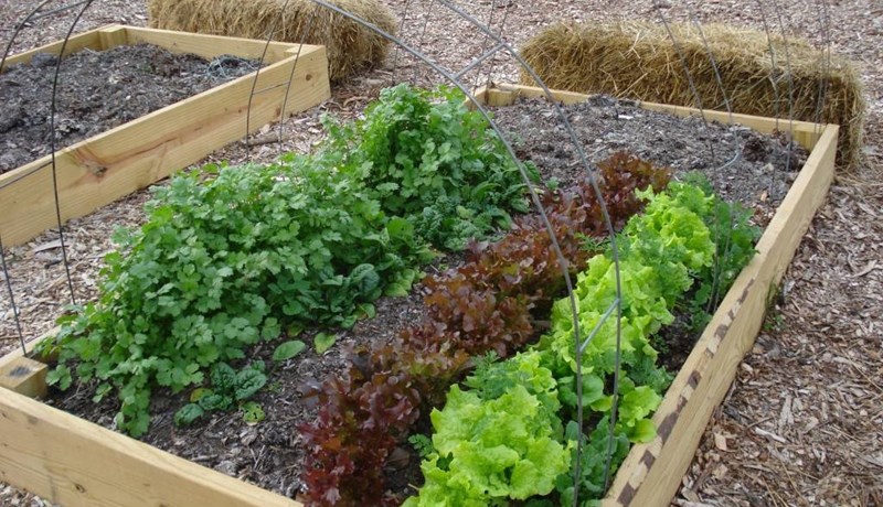 Matjurtagarðurinn – fyrir borgarbændur