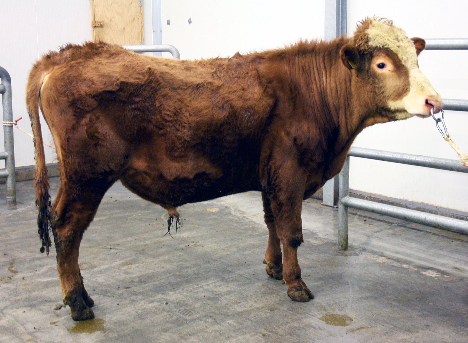 Villa á ungnautaspjaldi 14074-14088