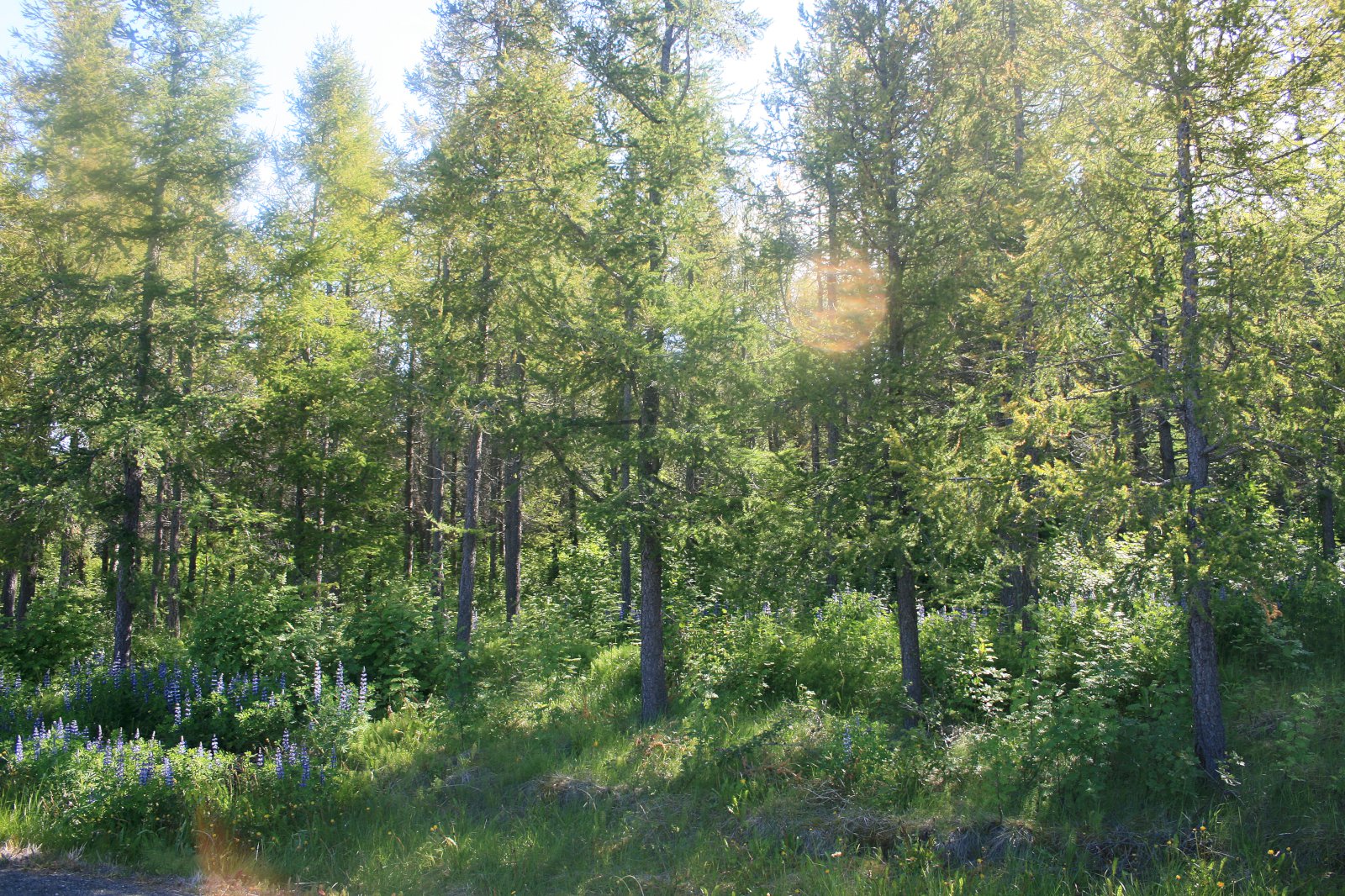 Skógræktarnámskeið fyrir unglinga