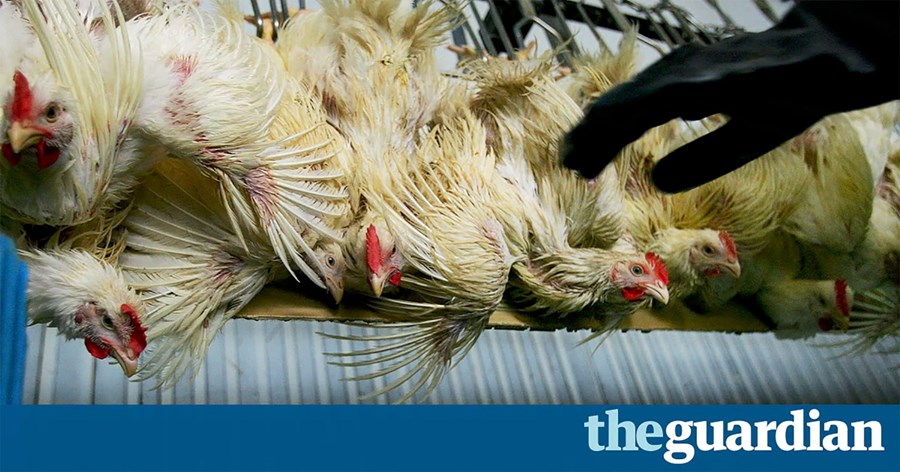 Segja þrælahald iðkað við framleiðslu á kjúklingi í Asíu fyrir Evrópumarkað