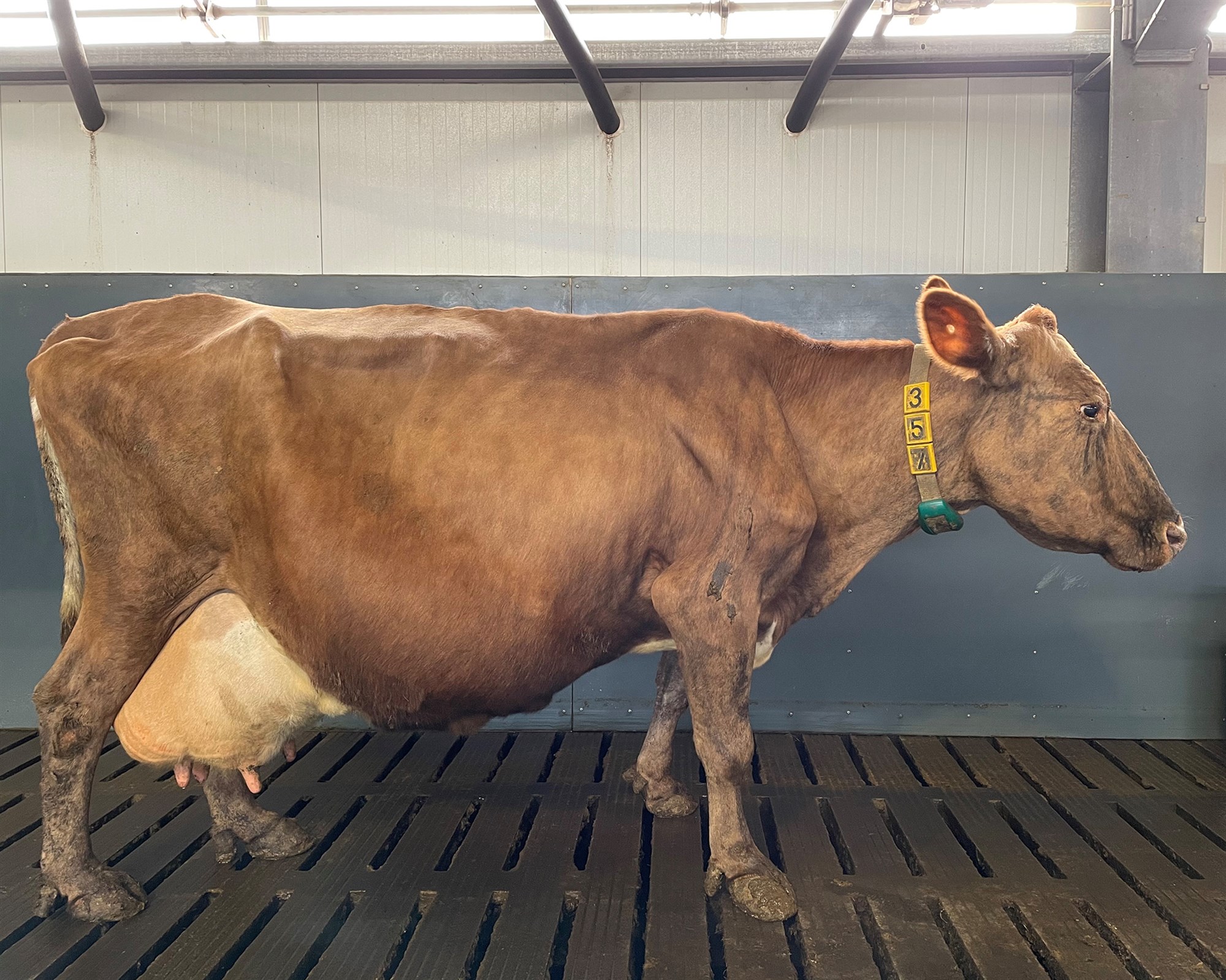 Niðurstöður skýrsluhalds mjólkurframleiðenda árið 2021