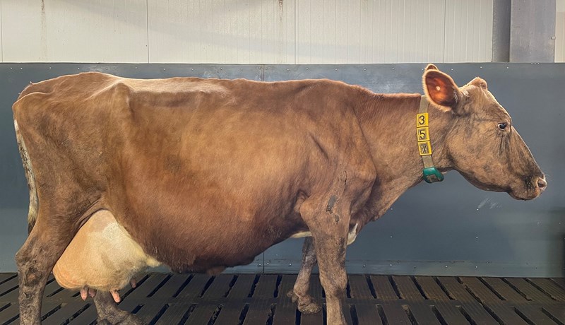 Niðurstöður skýrsluhalds mjólkurframleiðenda árið 2021