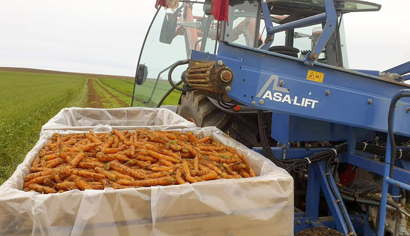 Afburðagott ár í útiræktun grænmetis