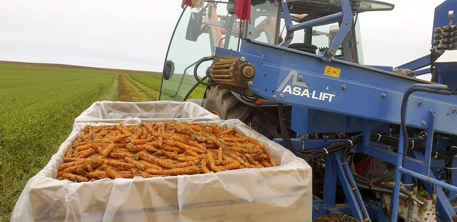 Mun meiri uppskera var á gulrótum á hvern ræktaðan hektara en undanfarin ár.