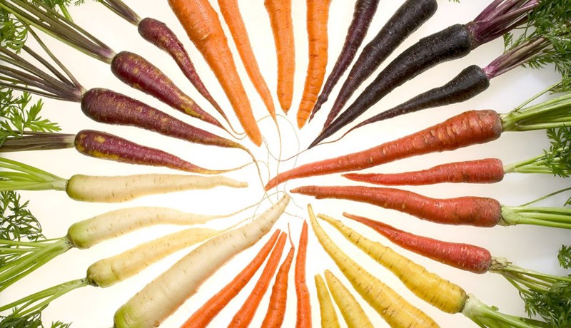 Hin misvinsæla Sveipjurtaætt - fimmta grein