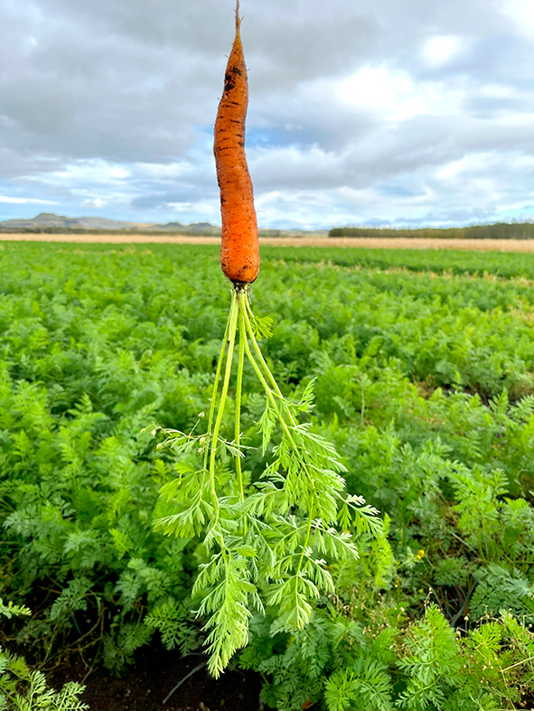 Verðmæt vara þróuð úr vannýttu hráefni