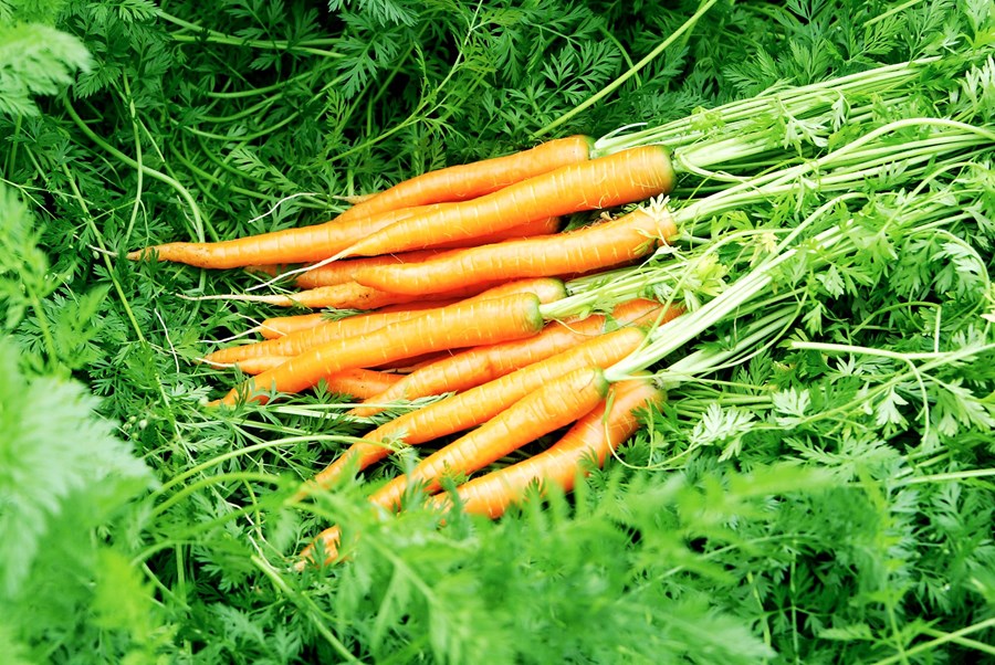 Um helmingi minni uppskera var af íslenskum gulrótaökrum nú í ár miðað við á síðasta ári.