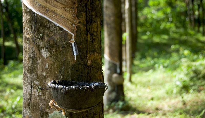 Gúmmí – hjólbarðar og smokkar