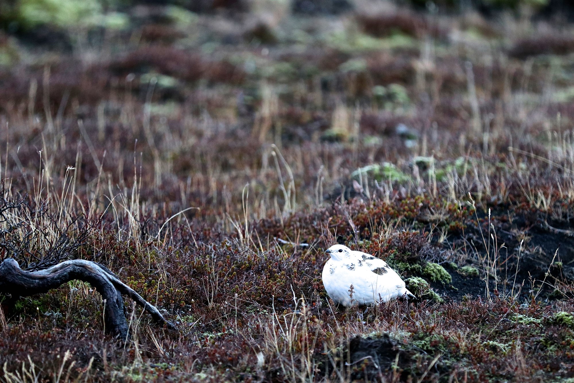 Sölubann á rjúpu og veiðimenn hvattir til hófsemi