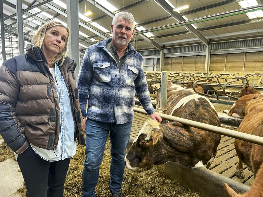 Berglind í fjósinu í Gunnbjarnarholti sem er 4200 fermetrar. 