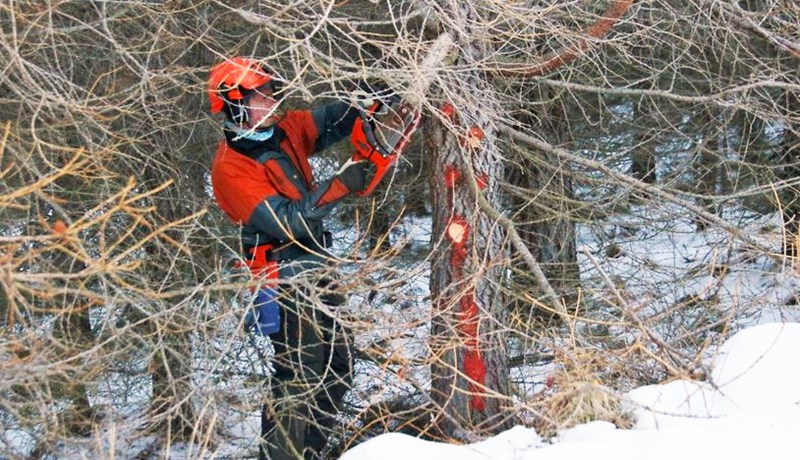 Fyrsti viðarfarmurinn sendur til Elkem