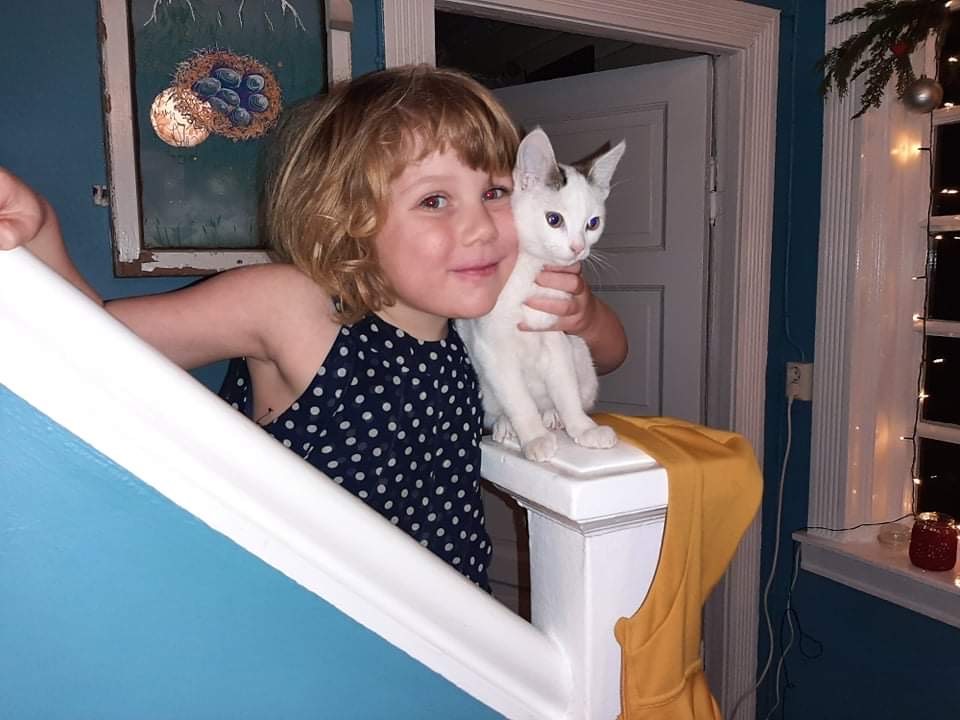 Hundar og kisur bestar