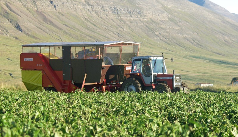 Kartöfluuppskeran á síðasta ári var sú lélegasta síðan 2013
