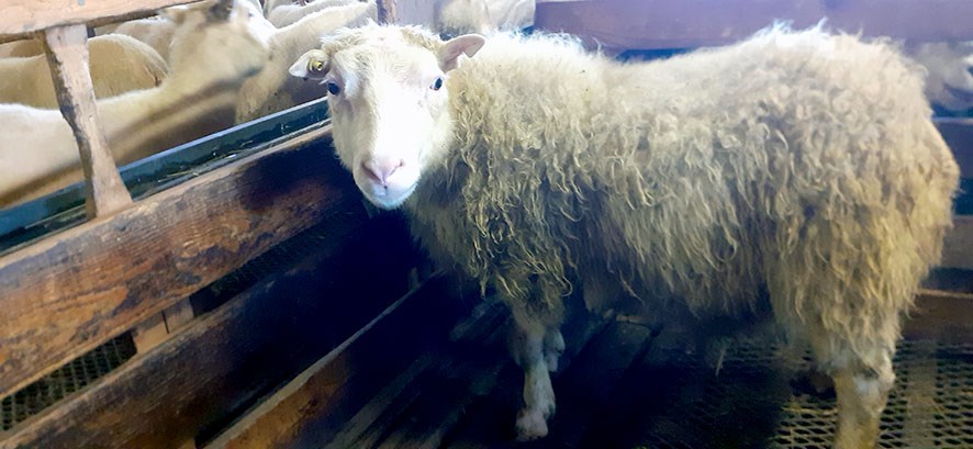 Gutti 22-207 frá Kollsá við Hrútafjörð.