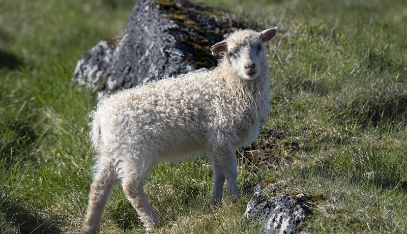 Rannsókn á kjötmati lamba með lengdarmælingu