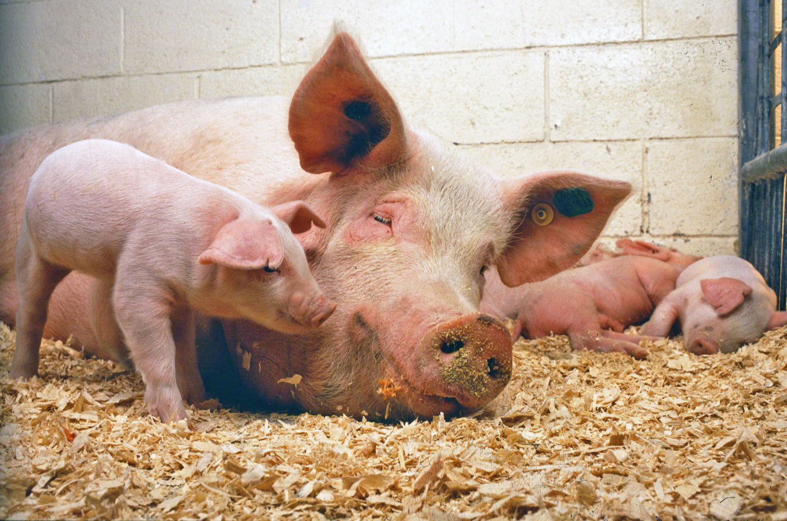 Svín – beikon og varahlutir