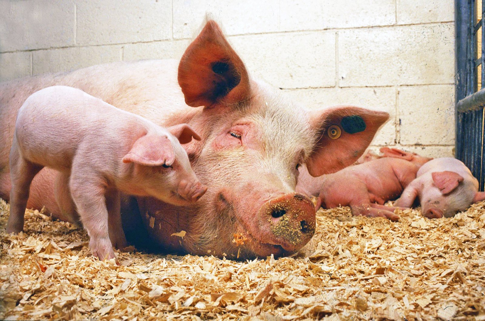 Bannað að fóðra dýr með eldhúsúrgangi