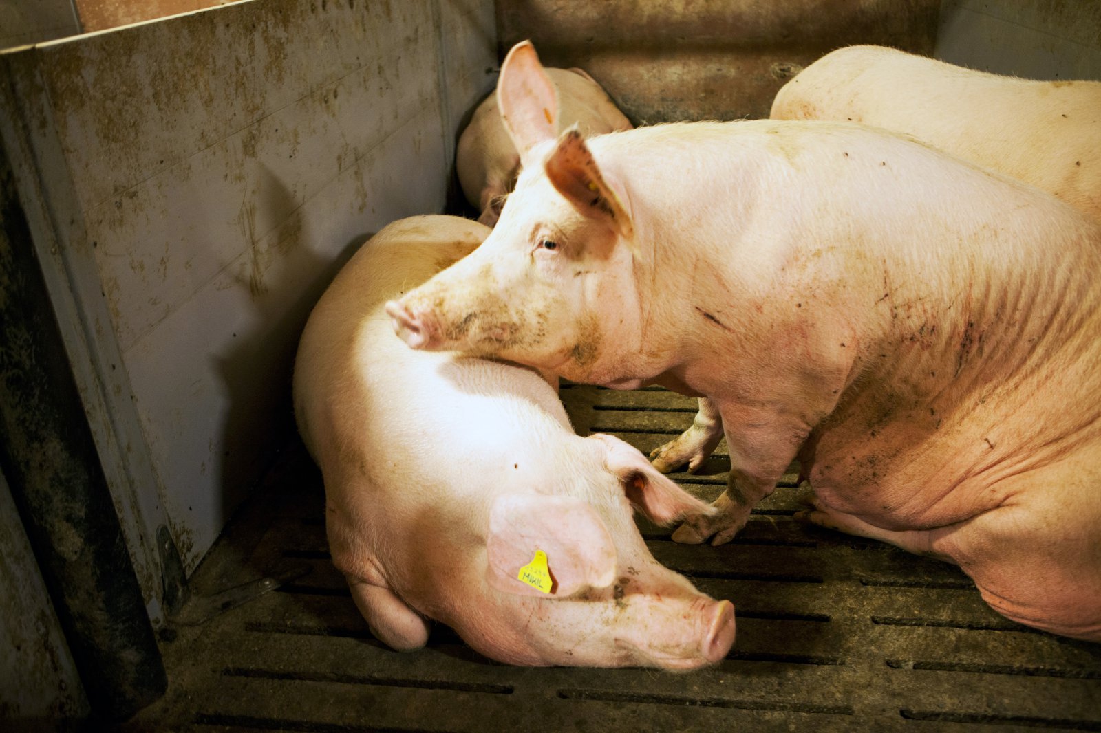 Áhrifin geta orðið umtalsverð af breytingum á tollaumhverfinu