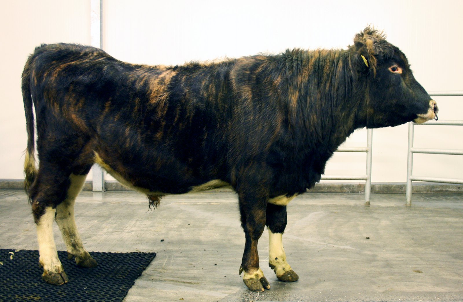 Um niðurstöður kynbótamats í maí 2017